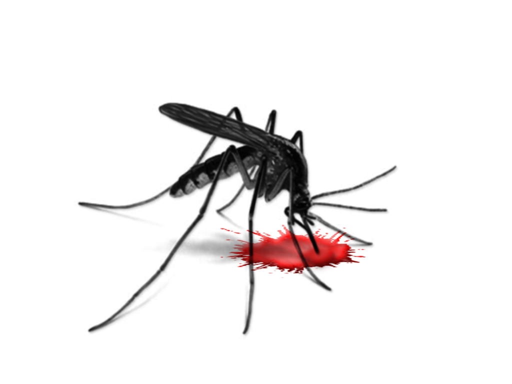 Sivrisinek Hakkında 10 İlginç Bilgi